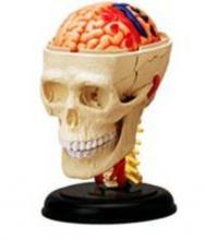 3D Brain+Bone Mould