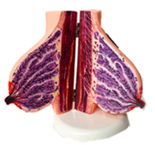 High Quality 3D Breast Mould